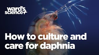 Caring and Culturing for Daphnia [upl. by Emmeram541]