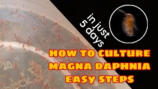 How to Culture Magna Daphnia Easily [upl. by Ylyl]