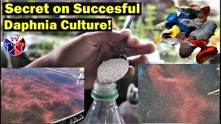 How to Culture Daphnia Successfully [upl. by Sherr]