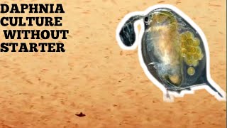 HOW TO CULTURE DAPHNIA NATURALLY WITHOUT A STARTER [upl. by Audrey97]