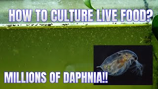 How to Culture Daphnia Secret Method to Breed MILLIONS  Simply Aquatic [upl. by Oretna]