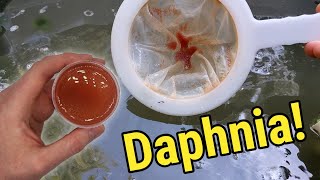 How I Culture Daphnia In Outdoor Tubs [upl. by Keyte]