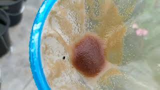 How to culture daphnia moina in a small container Part 1 English Subtitle [upl. by Taima]