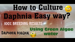 Daphnia MagnaHow to Culture Daphnia Easy wayCulturing Daphnia using Green water Daphnia [upl. by Crispen]