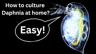 BEST Live Fish Food Beginner guide How to Culture Daphnia at home [upl. by Prussian]