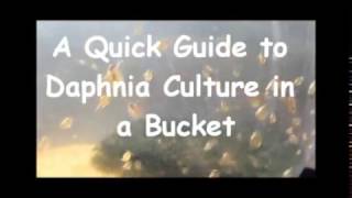 How to culture daphnia outside [upl. by Ecallaw]