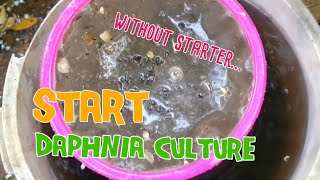 How to culture daphnia moina the easy way 1  Starting the Daphnia culture [upl. by Nodnarbal314]