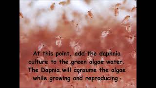 Daphnia  How to grow daphnia in your home [upl. by Yruok]