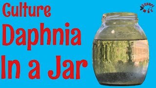 How to Culture Daphnia in a Jar [upl. by Htebasyle443]