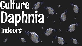 How to Culture Daphnia [upl. by Darees246]