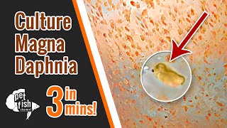 How to culture DAPHNIA MAGNA  The easy way [upl. by Vanden]