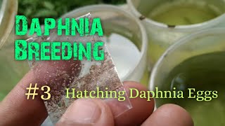 Daphnia Culture made simple and easy 3  Hatching Daphnia eggs [upl. by Ainadi]