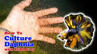 How to Culture Daphnia with ZERO Cost  Unlimited Live Food For Our Fish [upl. by Amoihc584]