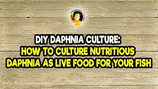 DIY Daphnia Culture How to Culture Nutritious Daphnia as Live Food for Your Fish [upl. by Cirederf]