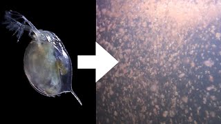 How I Culture Daphnia [upl. by Garda]