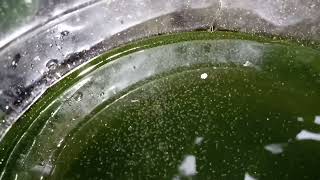 DAPHNIA MOINA CULTURE IN A SMALL BUCKET [upl. by Eves996]