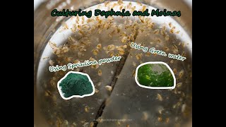 How To Culture Daphnia and Moinas using Green Water Spirulina powder [upl. by Rahman]