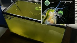 Raising Daphnia for the Freshwater Aquarium [upl. by Nagem]