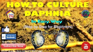 HOW TO CULTURE DAPHNIA In Easy Way [upl. by Michaele939]